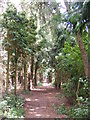 Bridleway behind the quarry at Steham Common