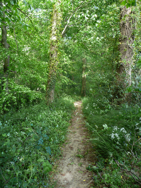 Footpath in Flat Wood, Gunthwaite