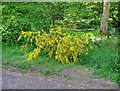 Broom, not gorse!