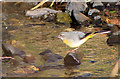 Grey Wagtail