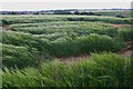 Windswept field of barley, Tilty