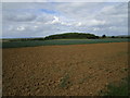 Small area of woodland near Belvoir