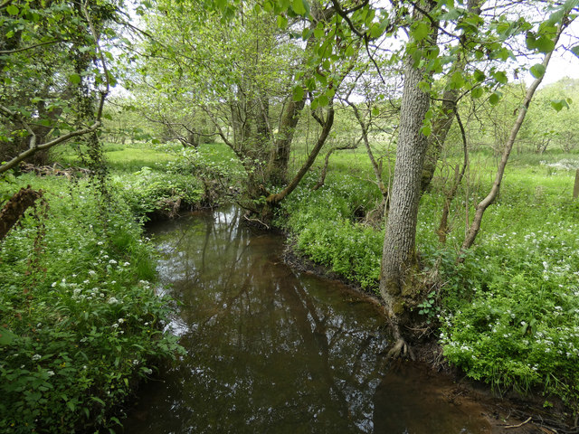 River Lin in Bailey Sim Wood