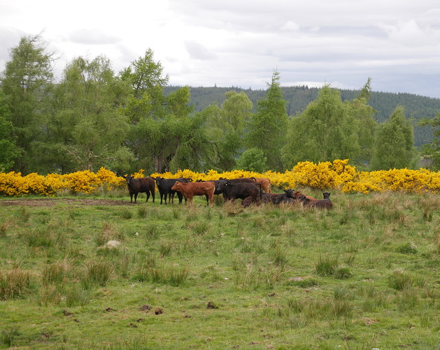 Cattle and gorse, Kinerras