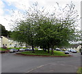 Trees at the southern end of Graig Wood Close, Newport