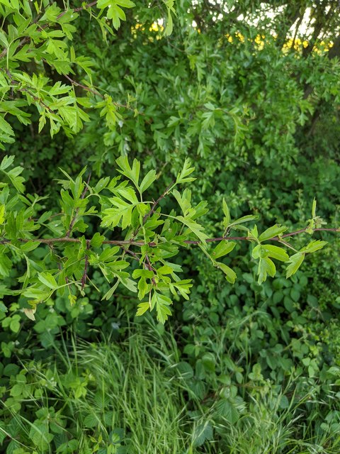 Hawthorn in hedgerow - 23