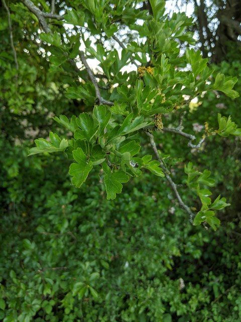 Hawthorn in hedgerow - 26