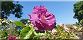 Roses at Brunswick Park Cemetery