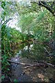 River Can Near Fambridge End