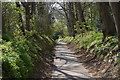 Footpath, Reigate Park