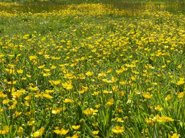 A blanket of buttercups
