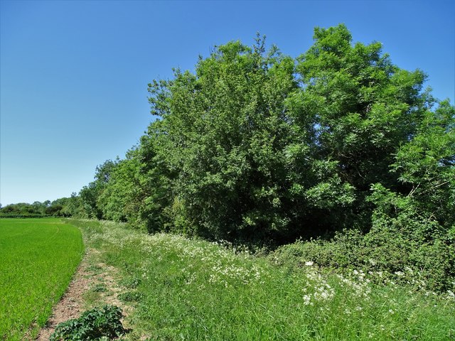 East of Kirton Wood