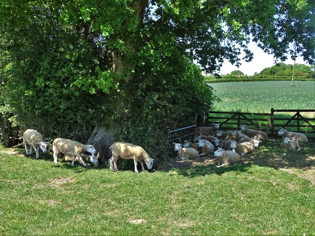 Sheep sheltering from May sunshine