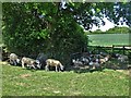 Sheep sheltering from May sunshine