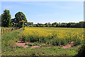 Rapefield and footpath near Badger in Shropshire