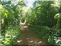 Bridleway in Ran Wood