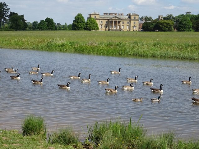 Canada geese on Croome River
