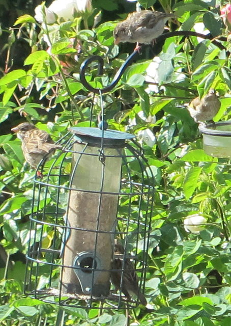 Fledgling sparrows, North Acton