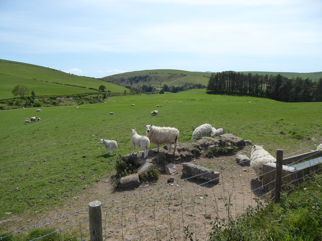 Sheep and lambs west of Clun