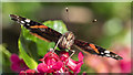 Red Admiral, Bangor