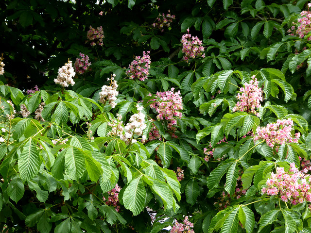 Horse chestnut flowers, white and red