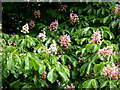 Horse chestnut flowers, white and red