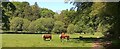 Cattle at East Tinwald