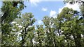 Tree tops on Hesworth Common