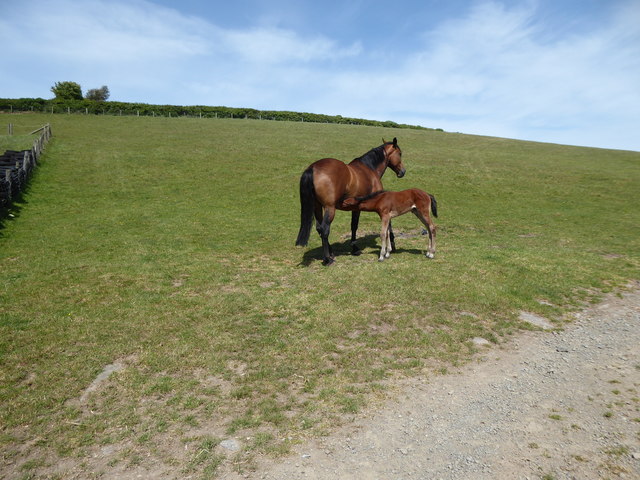 Mare and foal at Burfield