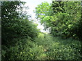 Rather overgrown bridleway, Normanton