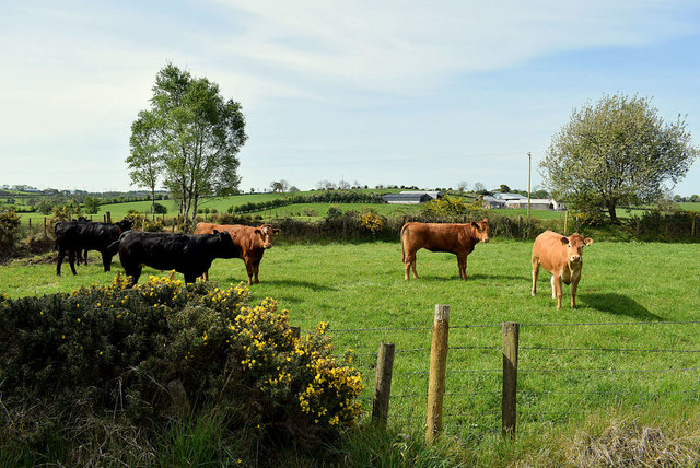 Cattle, Ramackan