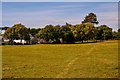 Symondsbury : Grassy Field