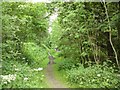 SJ9594 : Trans Pennine Trail at Swain's Valley by Gerald England