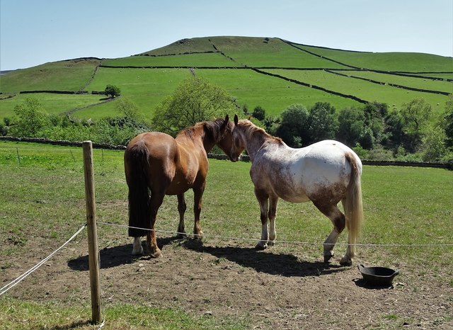 Two horses in Abney
