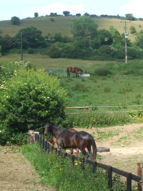 Horses below Broad Hill