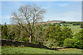 Tree beside wall below Pennine Way