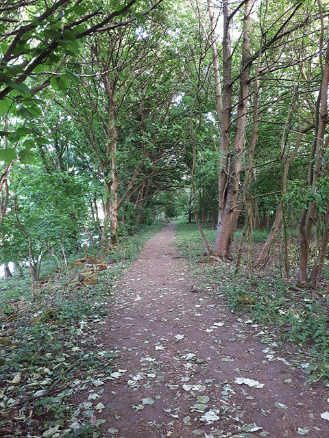 Path in Toad's Hole Wood