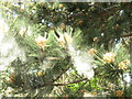 NT2469 : Pine pollen by M J Richardson
