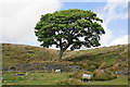 SD7623 : West Pennine tree by Bill Boaden