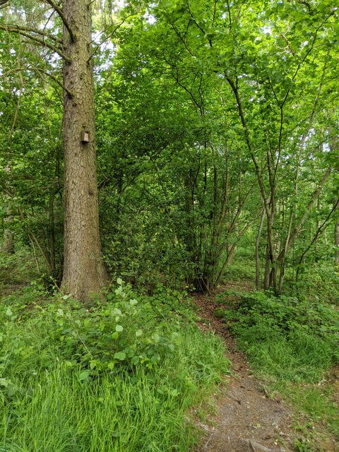 All green at number 101 © Bob Harvey :: Geograph Britain and Ireland