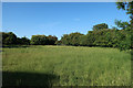 TL3175 : Field in Woodhurst by Hugh Venables