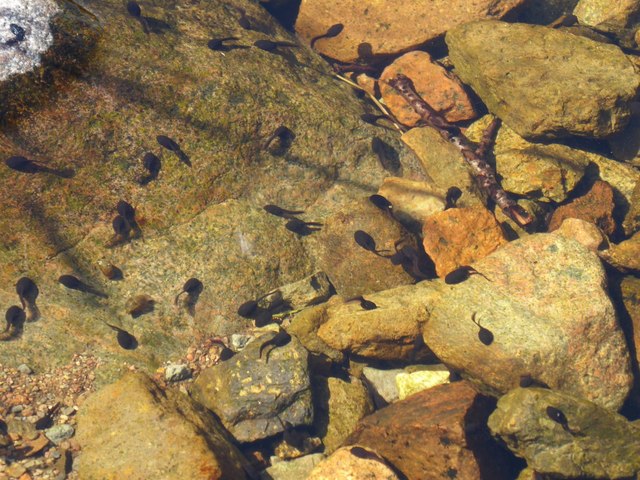 Tadpoles in stream crossing the path
