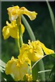 TL5008 : Yellow Iris & Friend by Glyn Baker