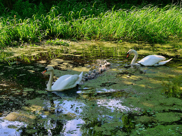 Swan Family on the Canal (day 8)