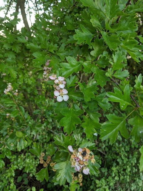 Hawthorn in hedgerow - 30