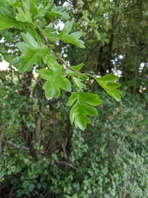 Hawthorn in hedgerow - 31