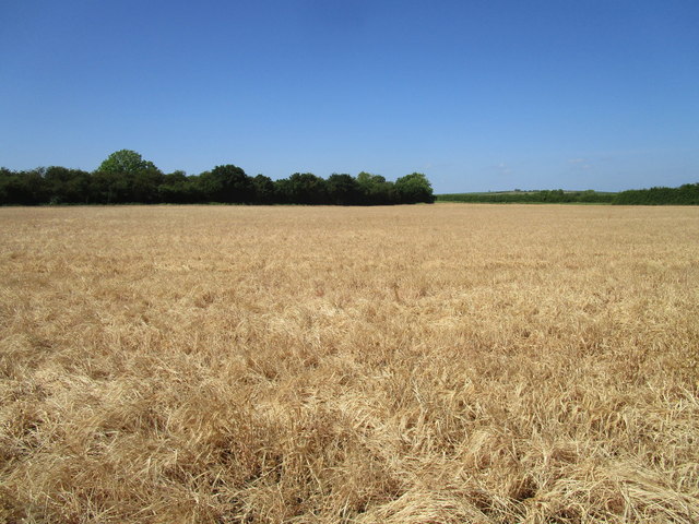 Field of sprayed barley