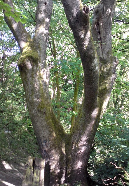 Tree in Gower Hey Wood