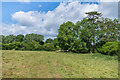 Field by the River Mole