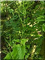TF0820 : Alliaria petiolata by Bob Harvey